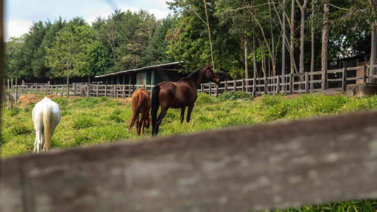 Fazenda Coronel Jacinto - Galeria Home - Foto {$1}